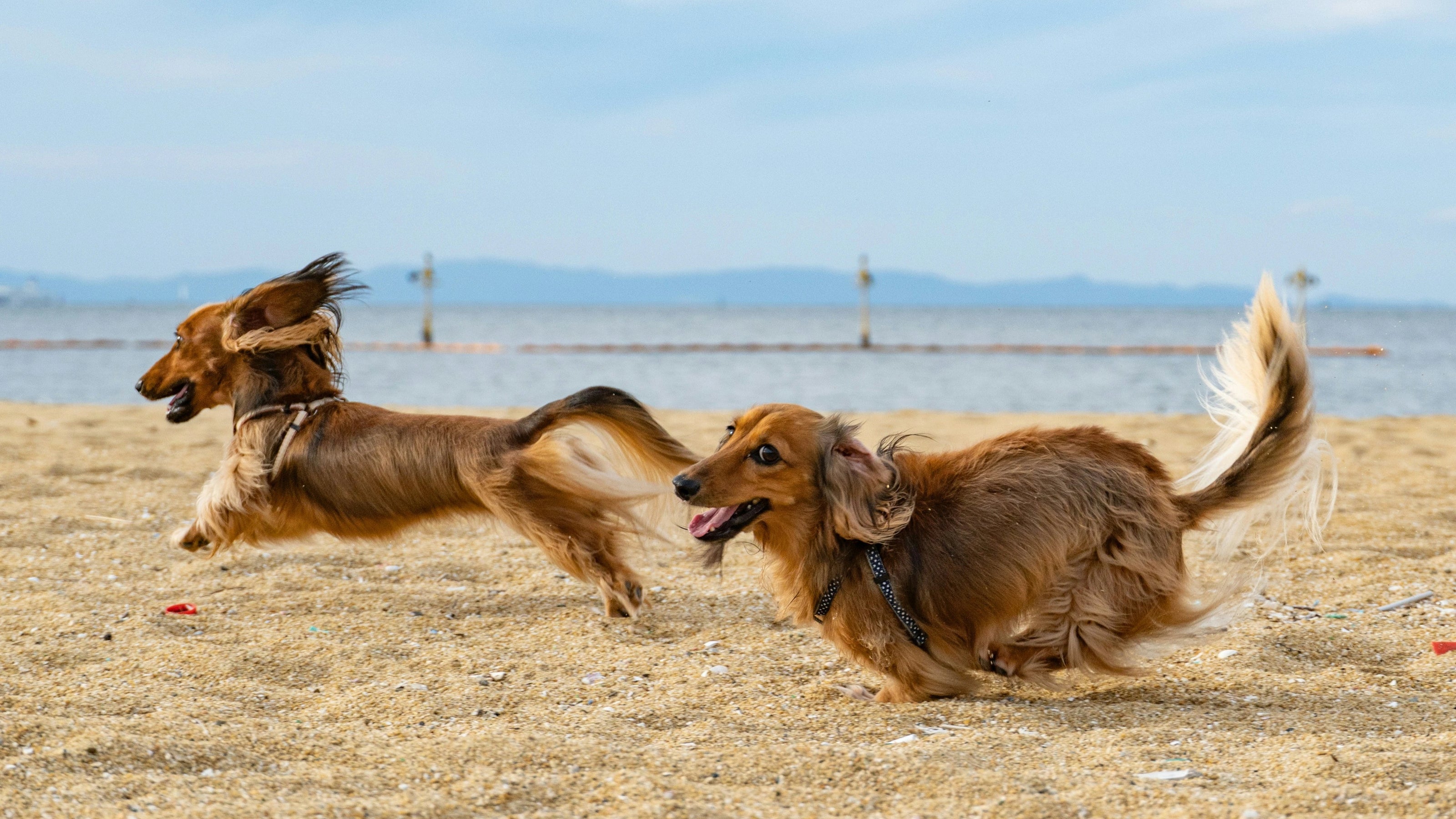 Two excited dogs are shown at a sandy beach looking like they are excited to get answers from Fiestypaw's FAQ page
