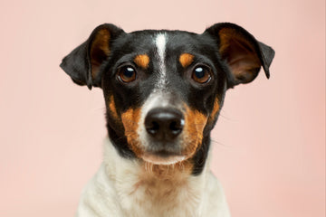 Victor_signup_newsletter_Fiestypaw