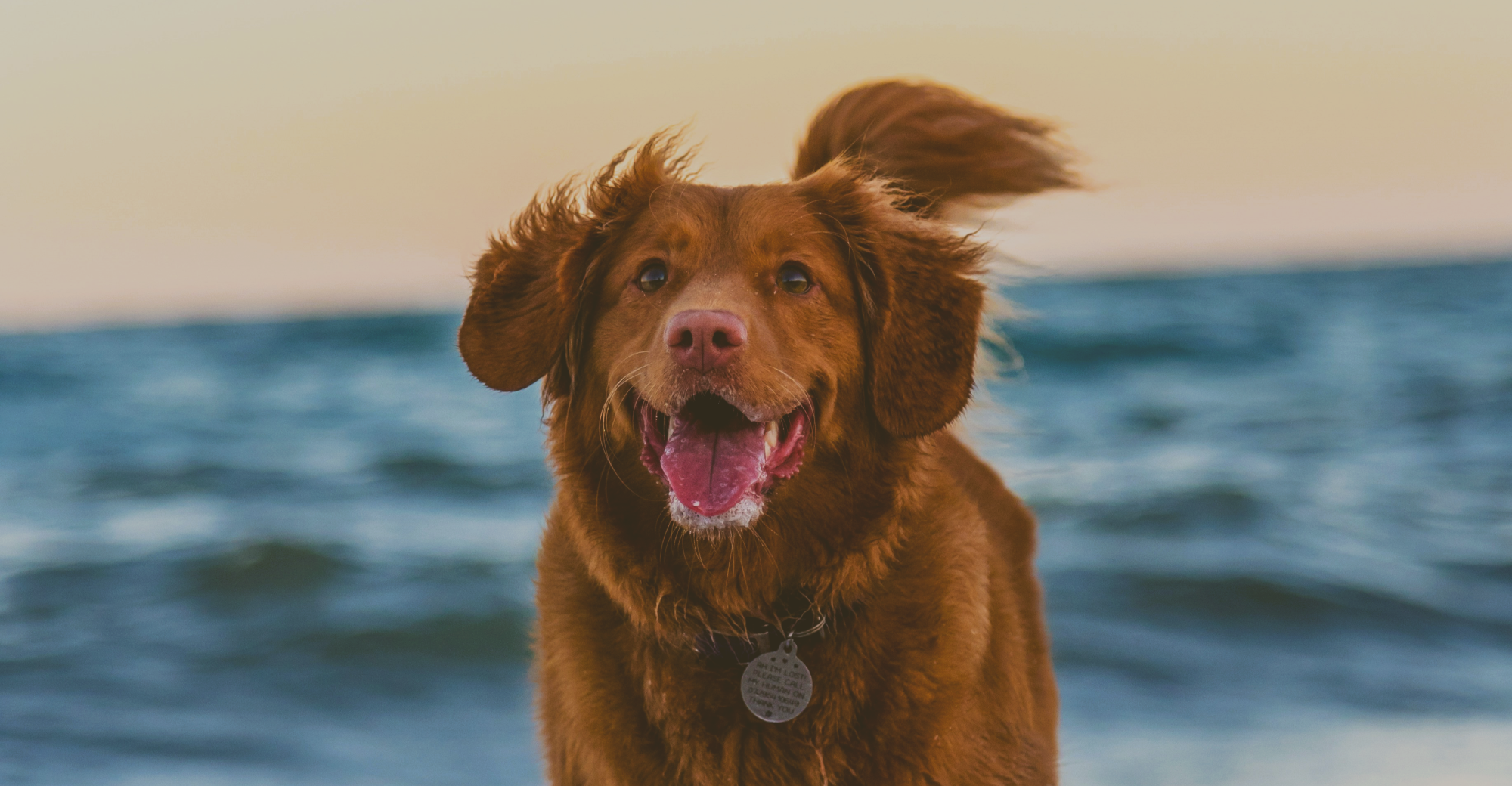 Golden Retriever running at the beach with overlay text that reads ‘CBD for Dogs guide drops tomorrow.