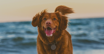 Golden Retriever running at the beach with overlay text that reads ‘CBD for Dogs guide drops tomorrow.