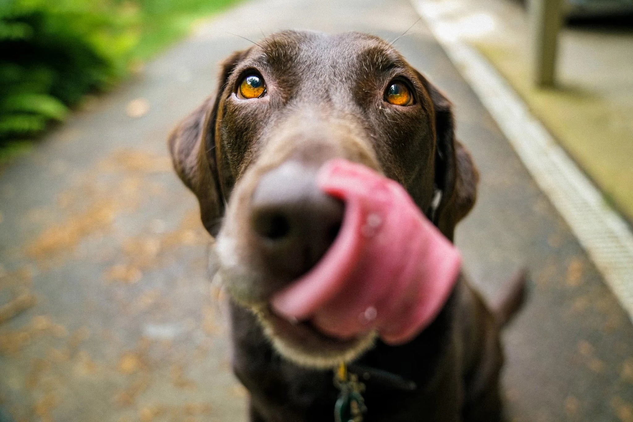 A very good chocolate Labrador licks his chops with anticipation with overlay text that reads ‘CBD for Dogs guide drops tomorrow